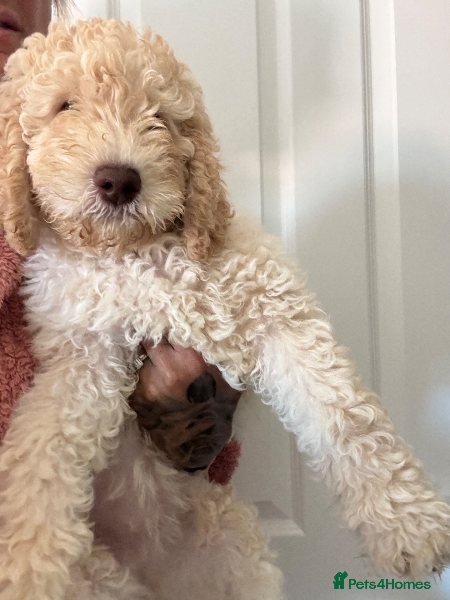 Mixed Breed dogs DNA tested Stunning labradoodle puppies - Advert 2