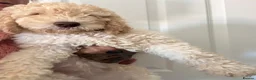 Mixed Breed dogs for sale: DNA tested Stunning labradoodle puppies - Advert 2