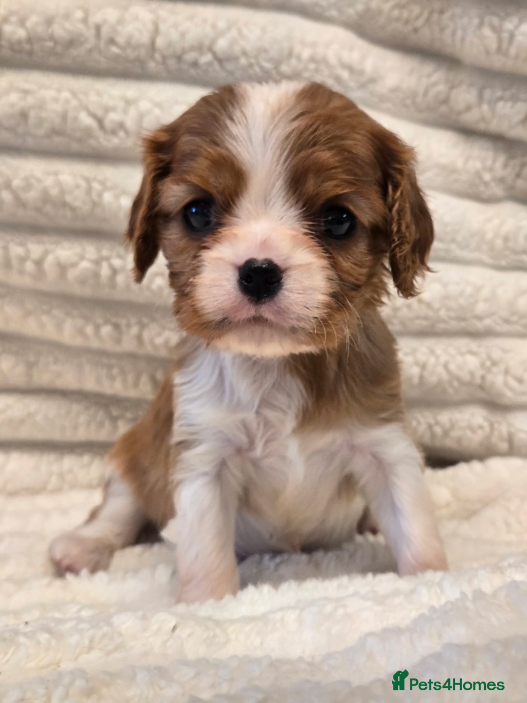 Cavalier King Charles Spaniel dogs for sale: KC Reg fully health tested parents cavvie pups  - Advert 14