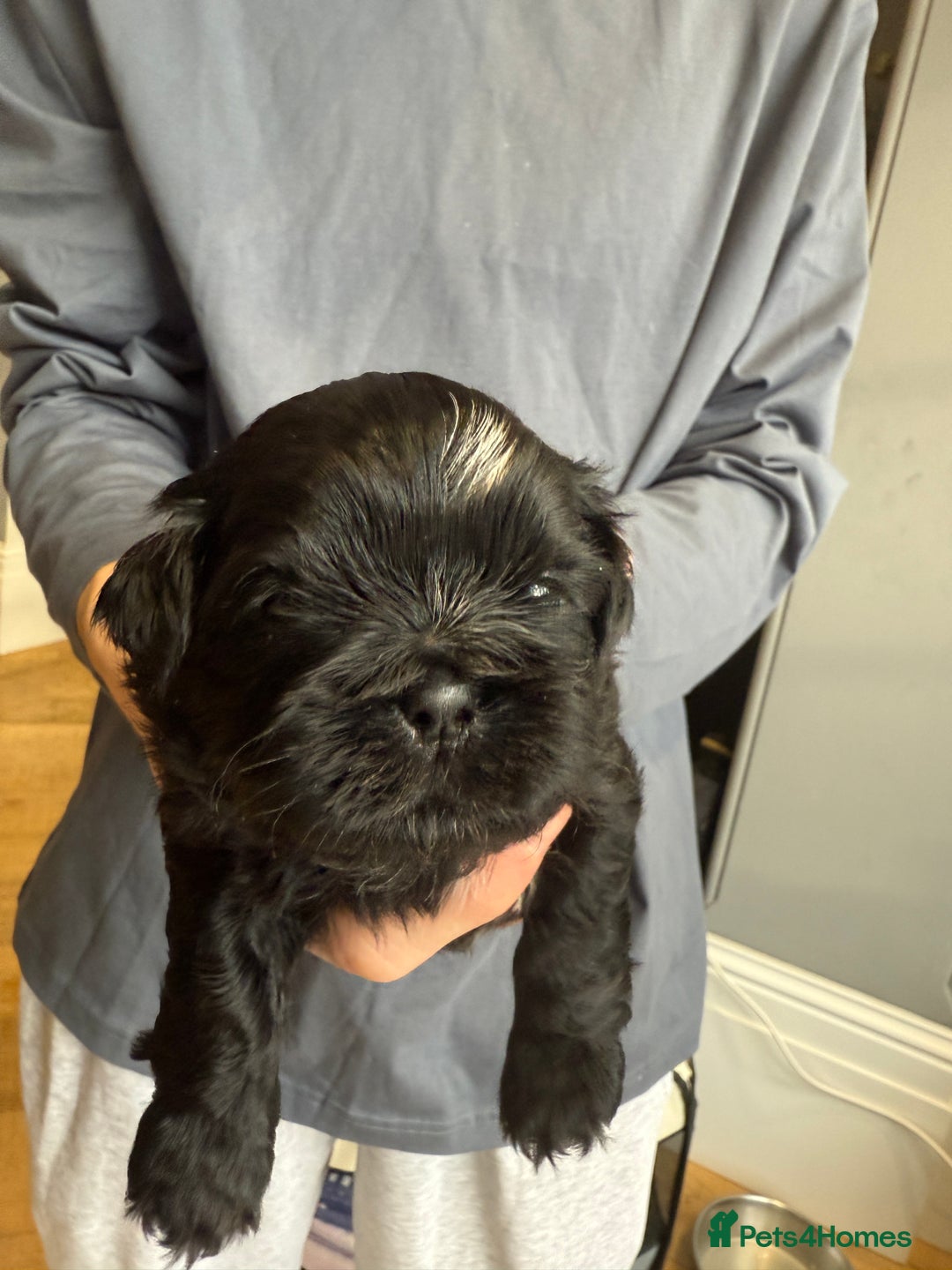 Shih Tzu dogs for sale: Shih Tzu Beauties, Imperial lines - Advert 15