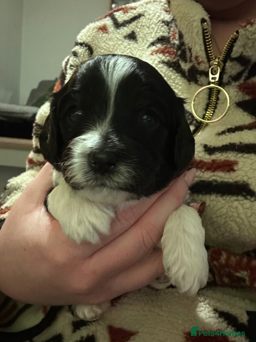 Mixed Breed dogs for sale: 3 LEFT - Cockapoo Cavapoo Puppies - READY TO GO - Advert 15