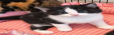 Tuxedo