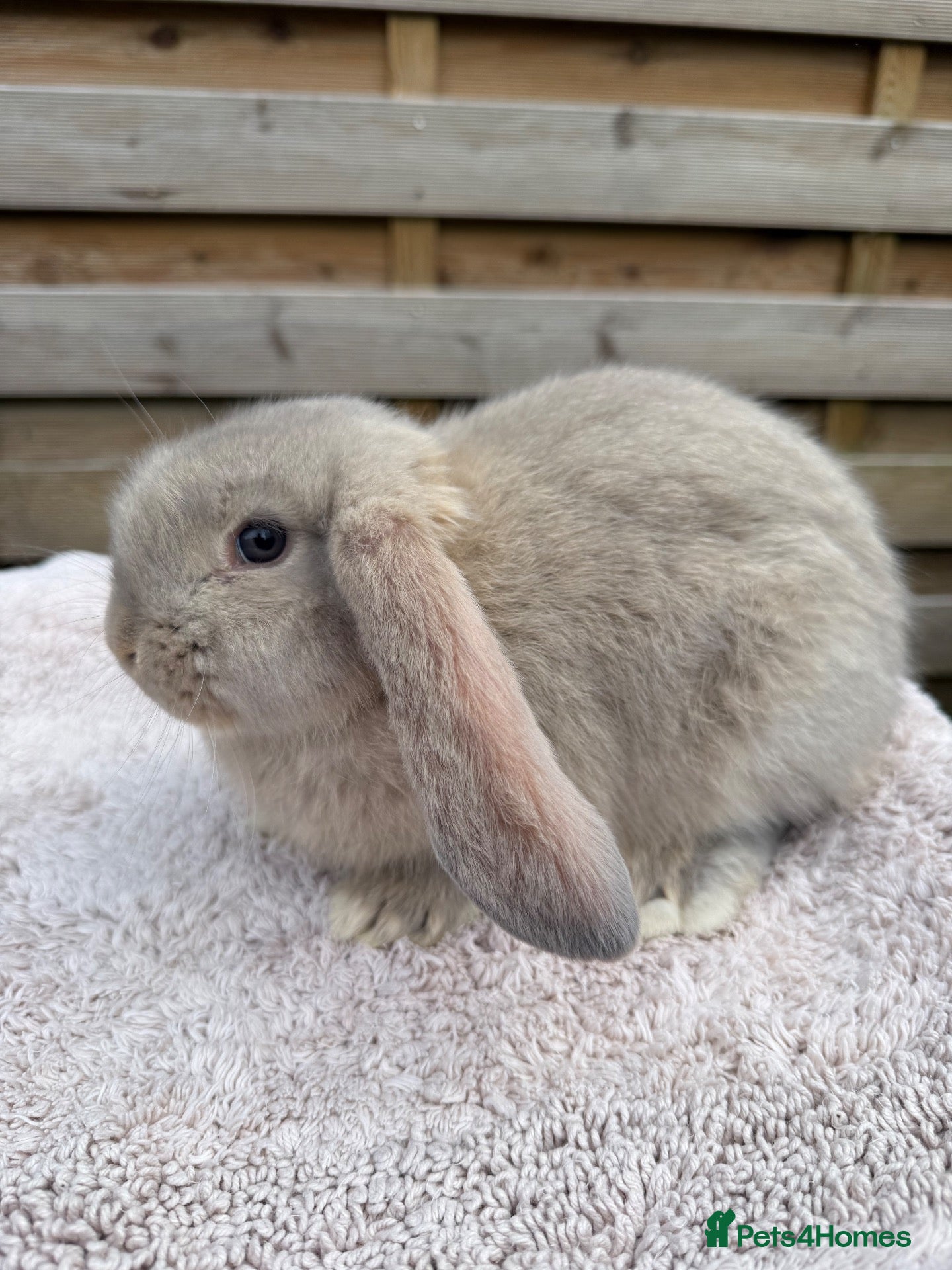 French Lop rabbits for sale: Baby French Lops ready to reserve - Advert 2