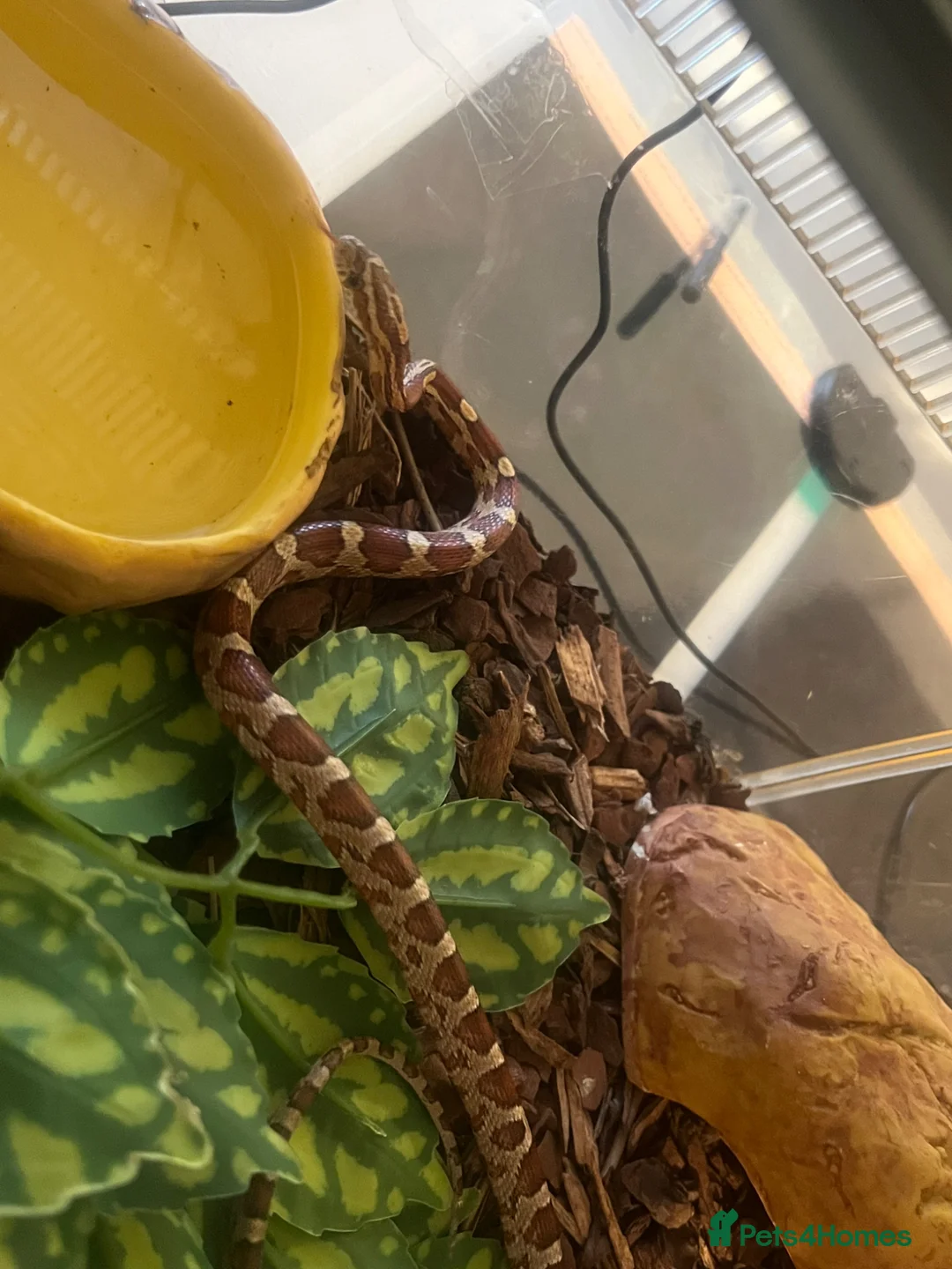 Corn Snake reptiles for sale: Corn snake and enclosure  in Guisborough - Advert 1