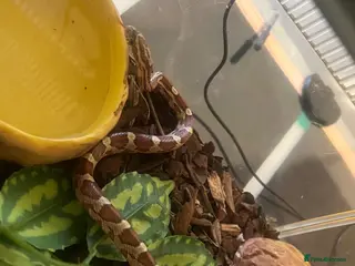 Corn Snake reptiles Corn snake and enclosure - Advert 11