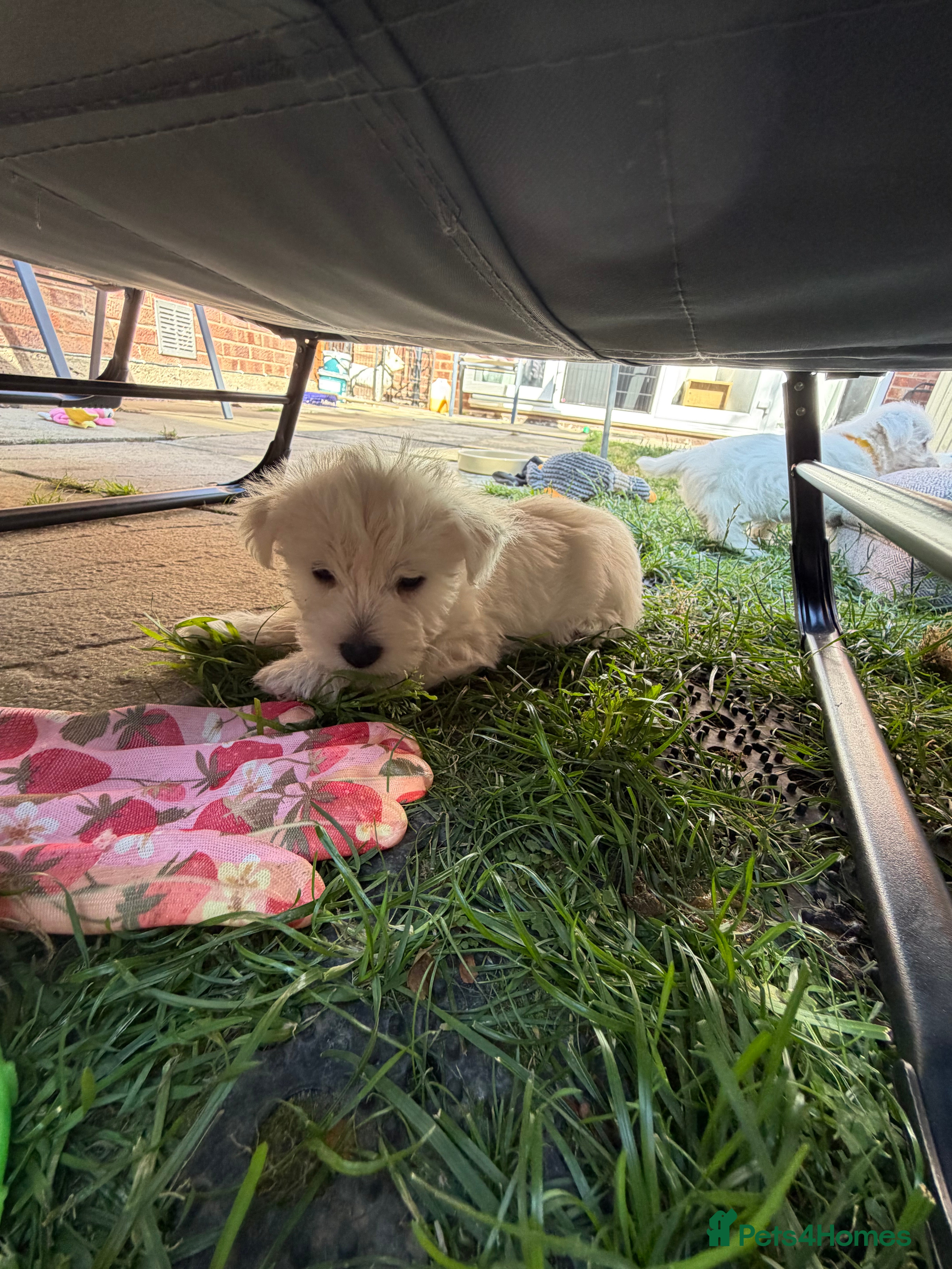 West Highland Terrier dogs Beautiful West Highland White Terrier Pupppies - Advert 2