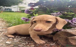 Miniature Dachshund dogs for sale: Miniature smooth haired cream dachshund. PRA/KC  - Image 6