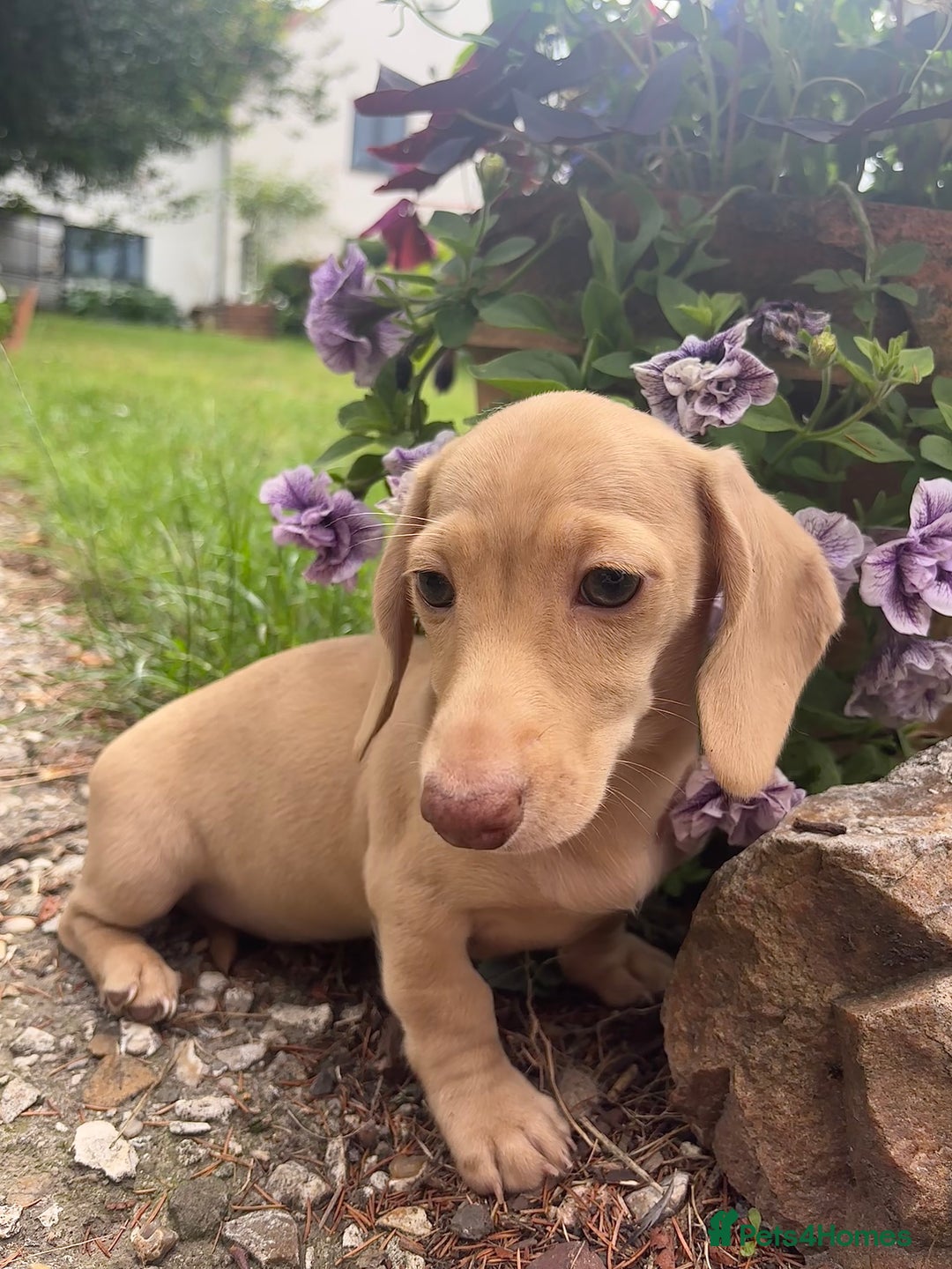 Miniature Dachshund dogs for sale: Miniature smooth haired cream dachshund. PRA/KC  - Image 6