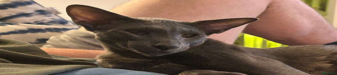 Nico - Oriental shorthair