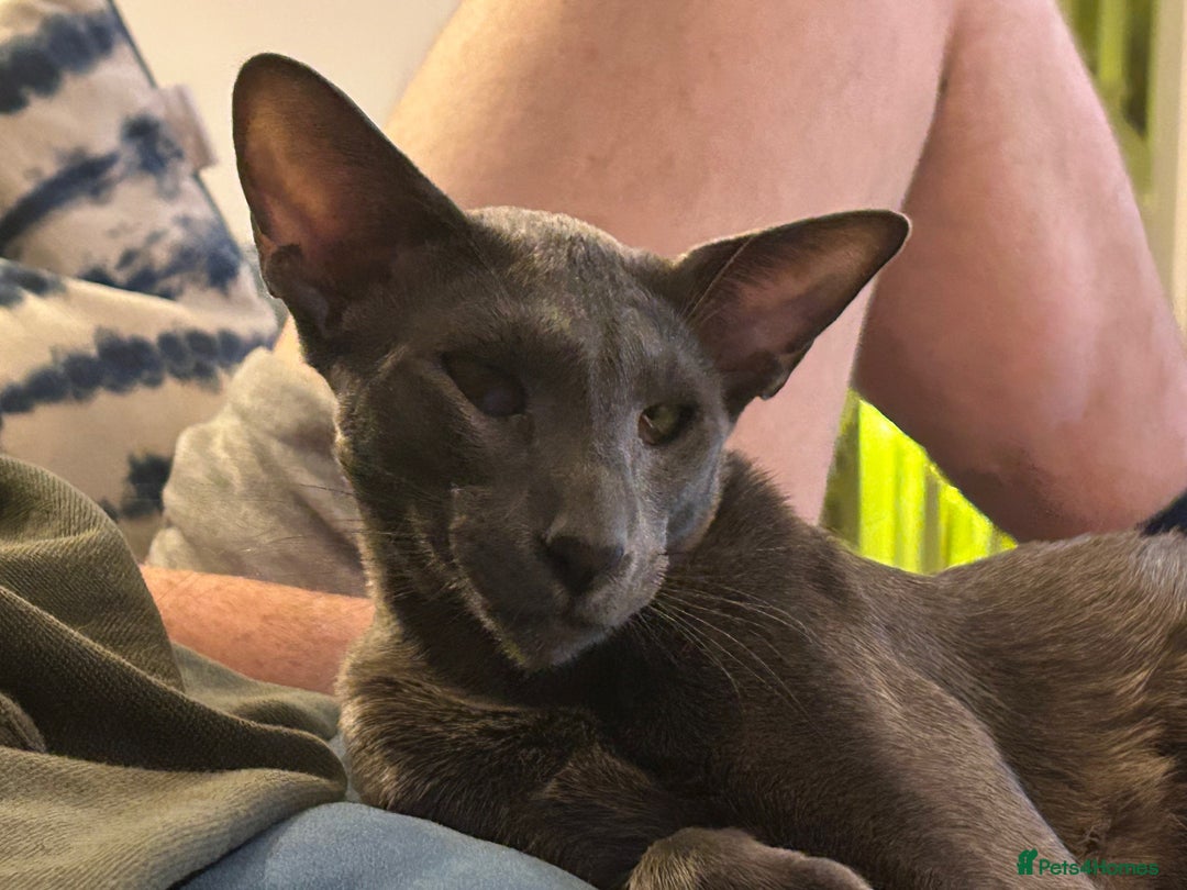 Oriental cats for sale: Oriental and Siamese cats for adoption - Image 3