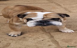 English Bulldog dogs for sale: 2 KC Breeding Bitches - Image 2