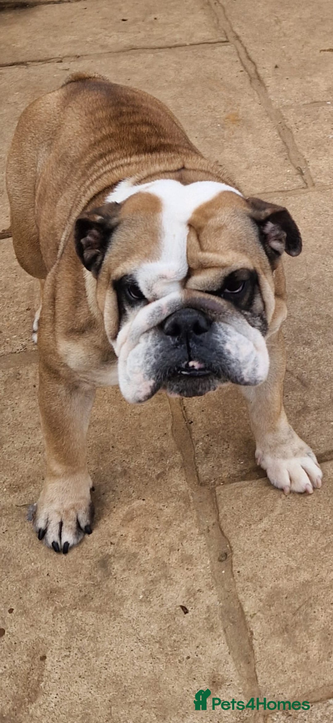 English Bulldog dogs for sale: 2 KC Breeding Bitches - Image 2