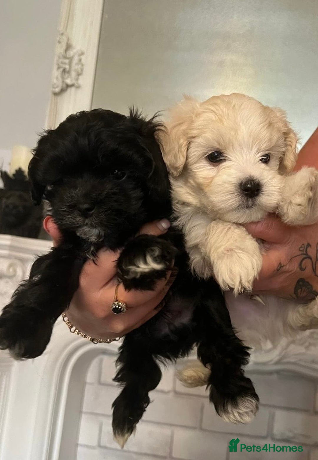 Maltipoo dogs for sale: Beautiful little maltipoo  - Advert 2