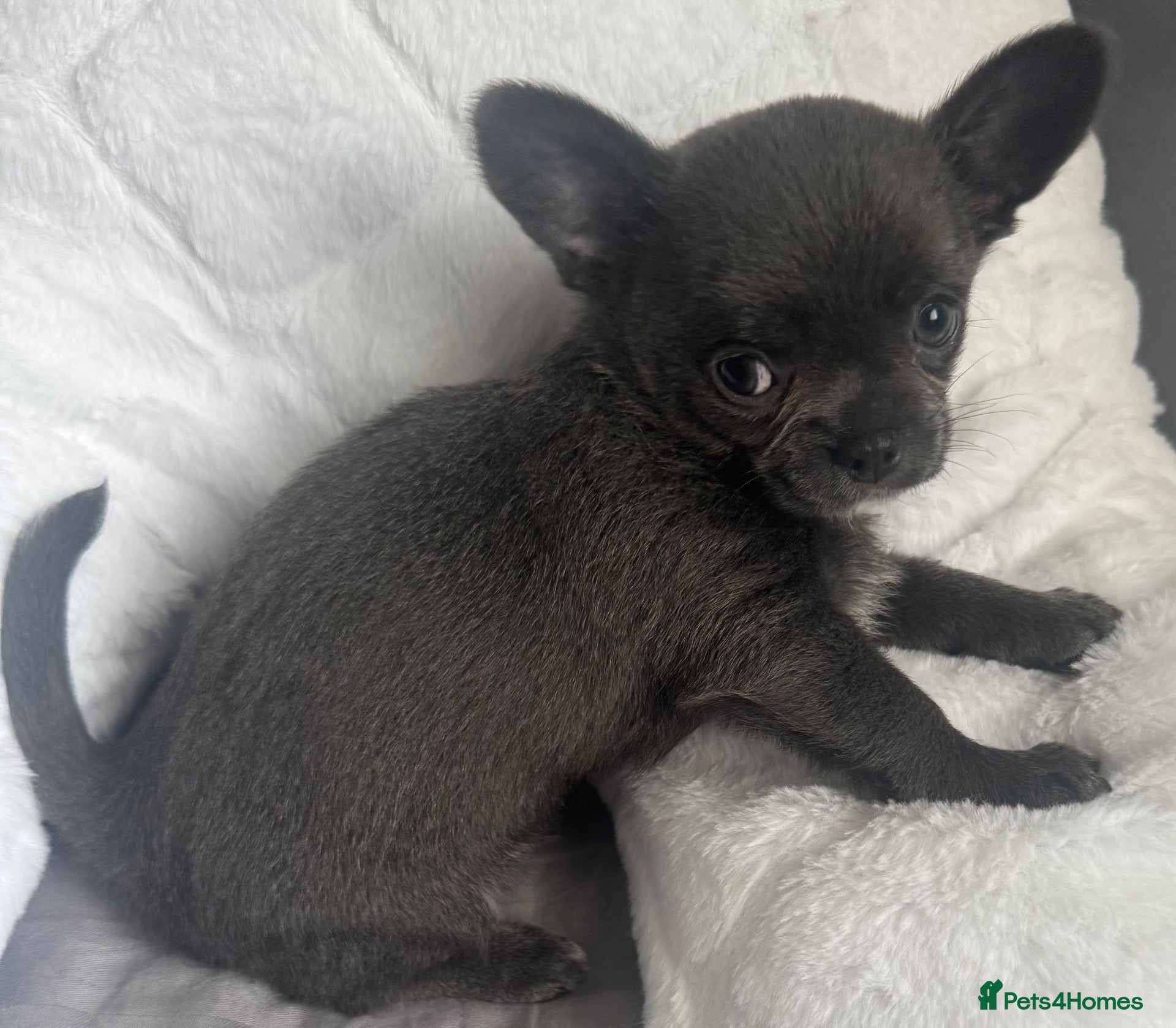 Chihuahua dogs Kc registered smooth coat chihuahua puppies - Advert 1