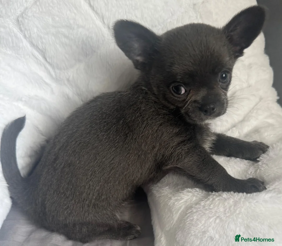 Chihuahua dogs for sale: Kc registered smooth coat chihuahua puppies - Advert 1