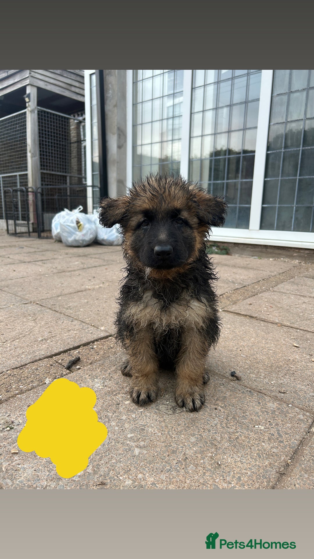 German Shepherd dogs for sale: Medium/long haired German shepherd puppies  - Image 1
