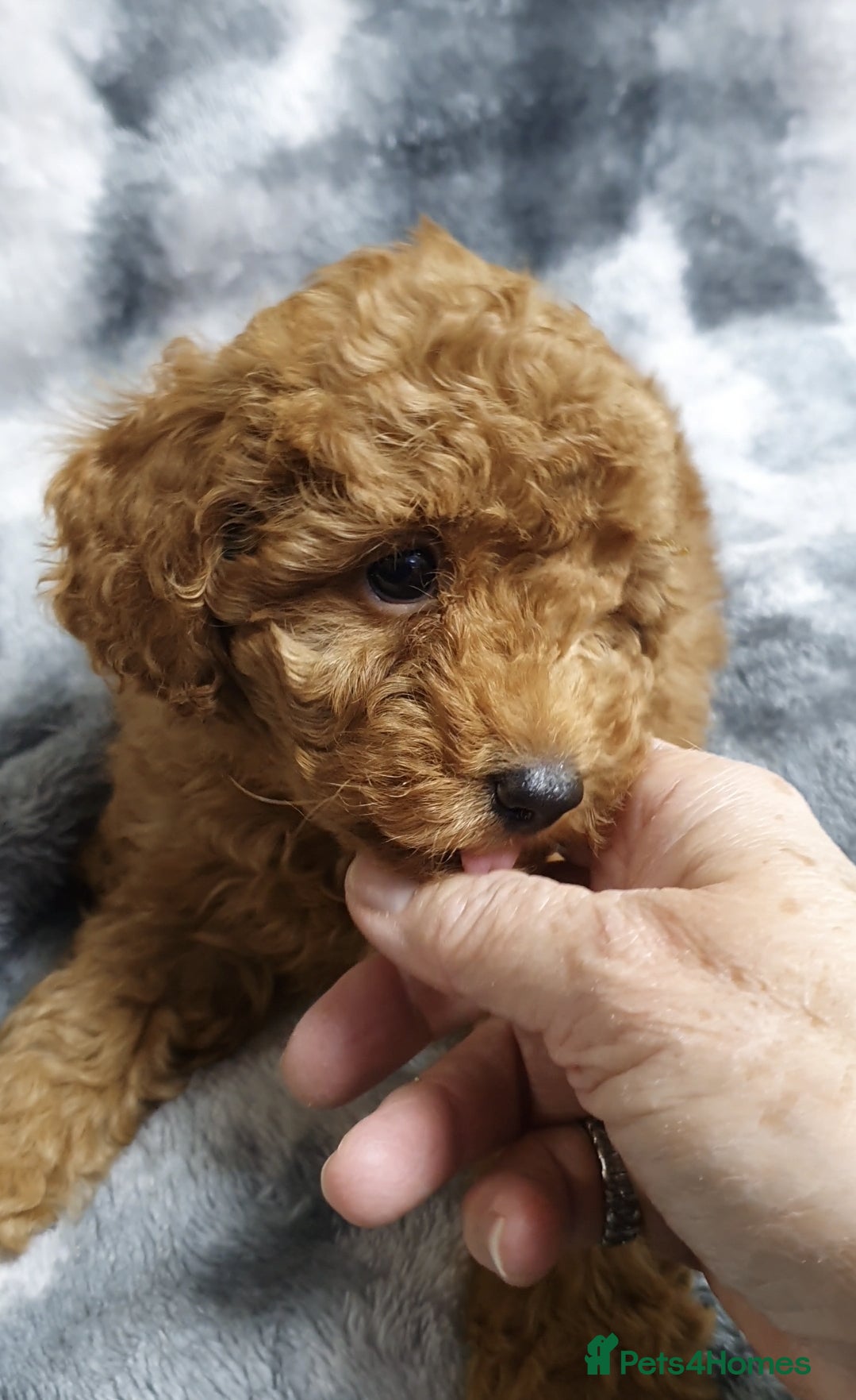 Toy Poodle dogs ASIAN CHAMPION lineage, KC registered Toy Poodles - Advert 15