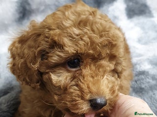 Toy Poodle dogs ASIAN CHAMPION lineage, KC registered Toy Poodles - Advert 4