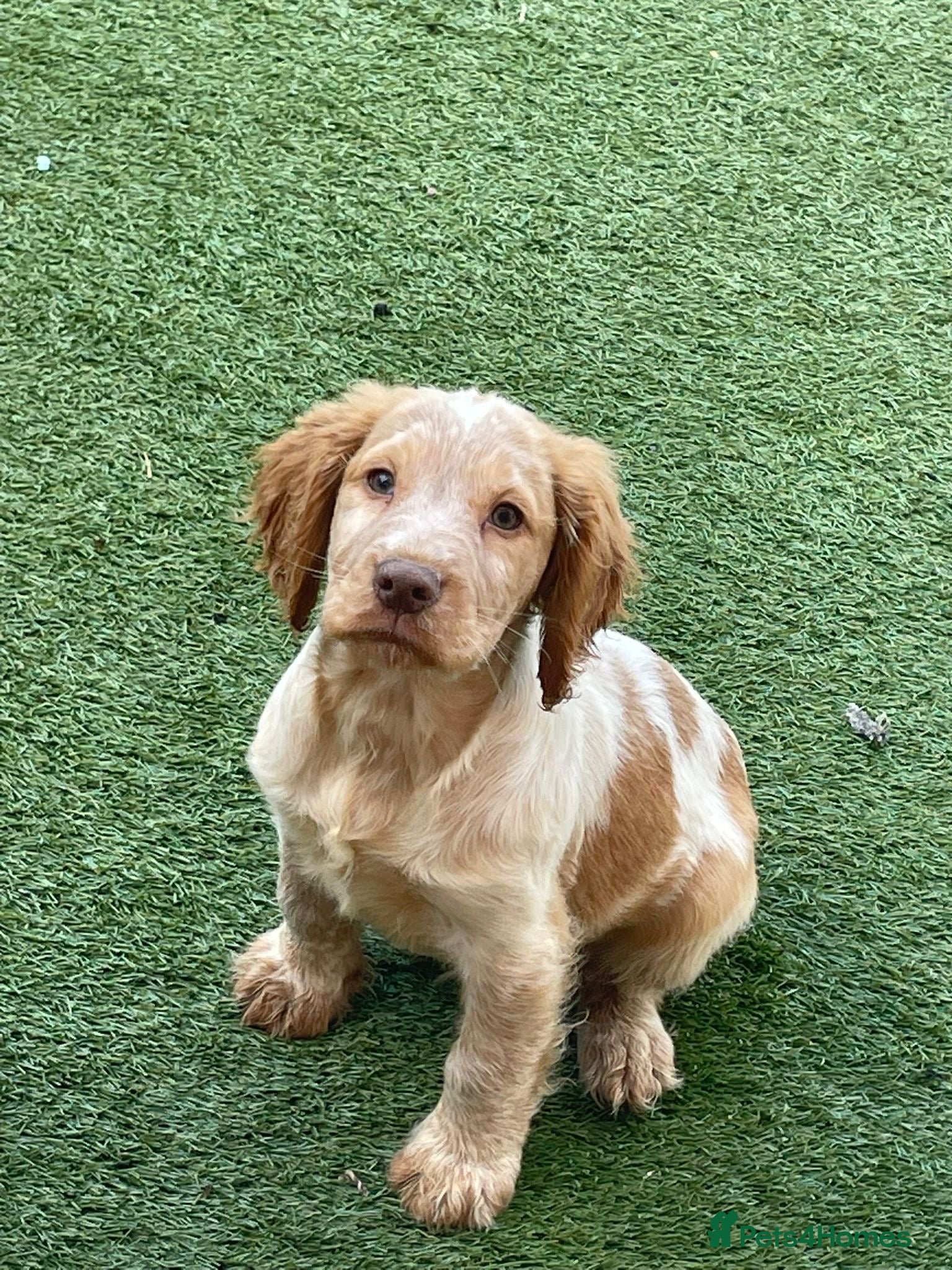 Cocker Spaniel dogs Cocker spaniel puppies  - Advert 15