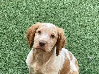 Cocker Spaniel dogs Cocker spaniel puppies - Advert 15