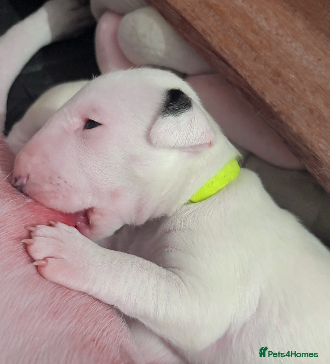 English Bull Terrier dogs for sale: ⭐️Ready Now ⭐️KC Champion EBT Pups ⭐️ - Advert 9