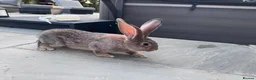 Continental Giant rabbits for sale: 8 Continental Giant Babies - Advert 22