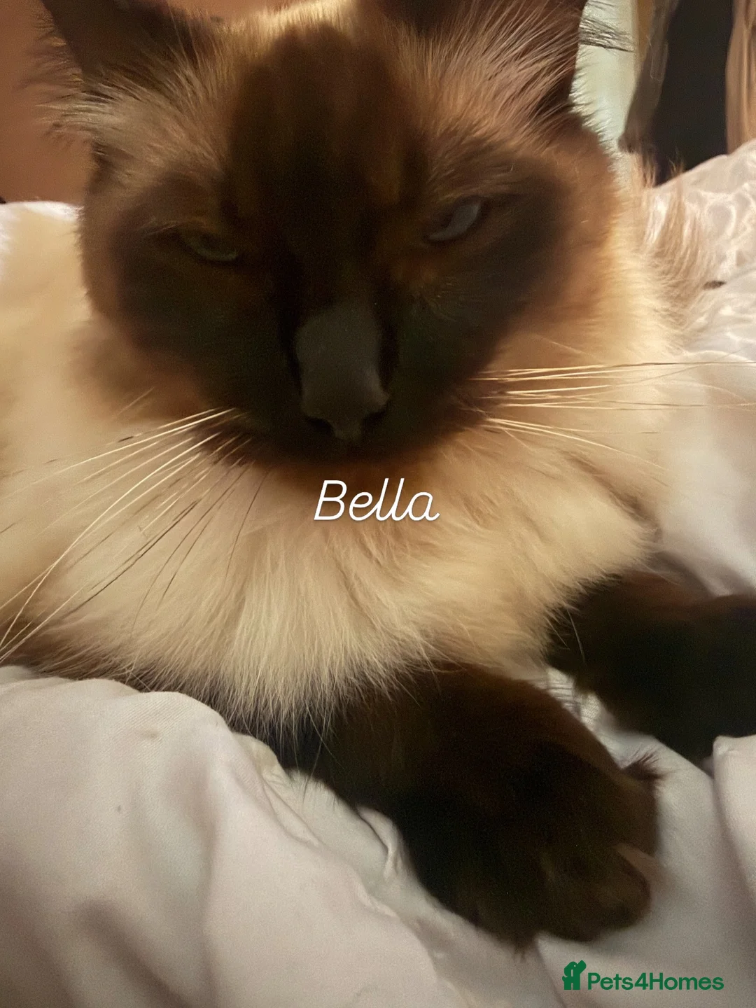 Ragdoll cats for sale: Litter of healthy chunky Ragdolls - Advert 1