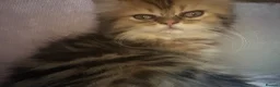 Persian cats for sale: Golden Chinchilla Female Persian kittens - Advert 3