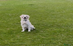 Golden Retriever dogs for sale: Gorgeous Golden Retriever for Rehoming   - Image 5