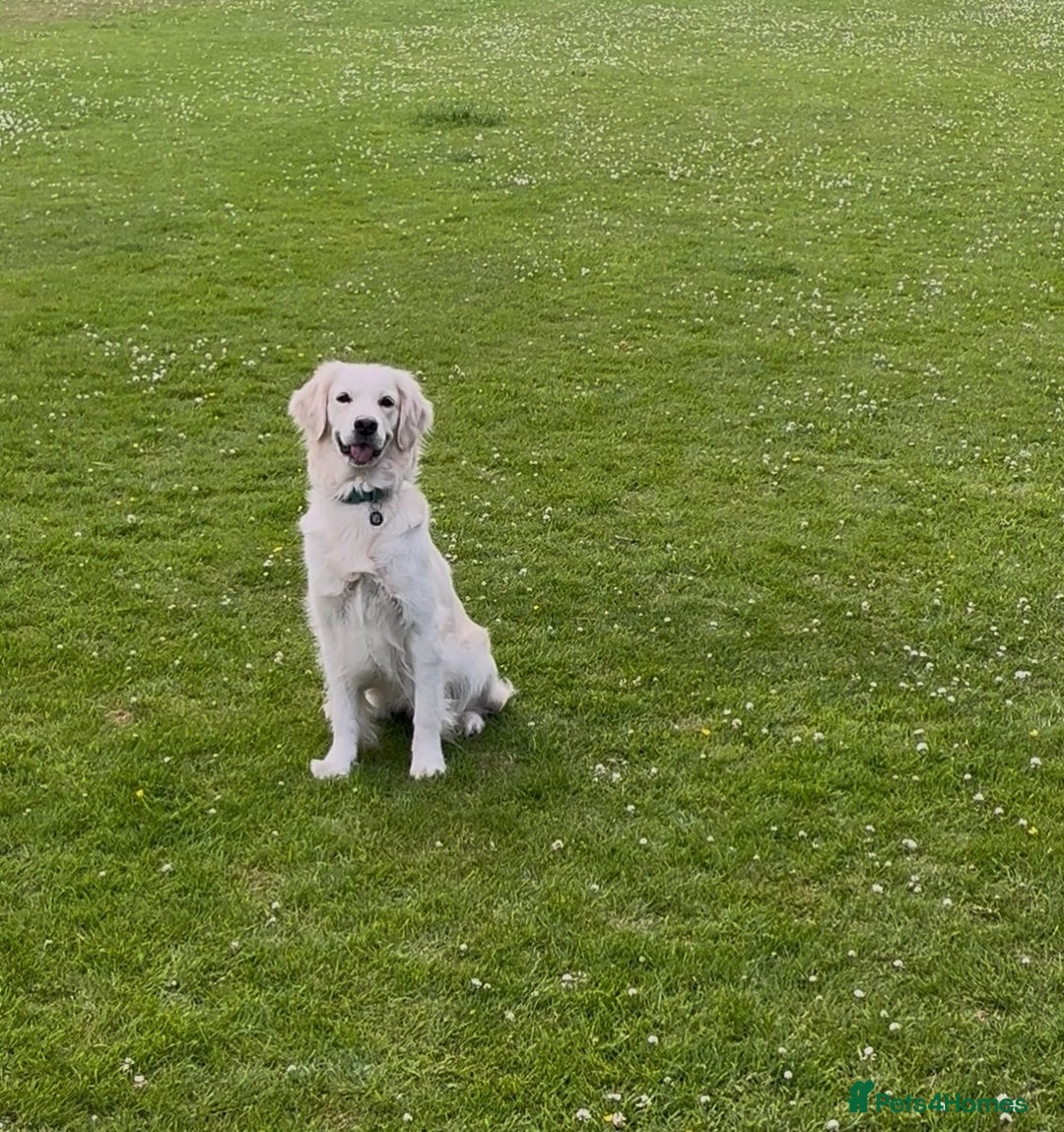 Golden Retriever dogs for sale: Gorgeous Golden Retriever for Rehoming   - Image 5