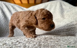 Cockapoo dogs for sale: ✨ Gorgeous Cockapoo Puppies ✨ - Image 10