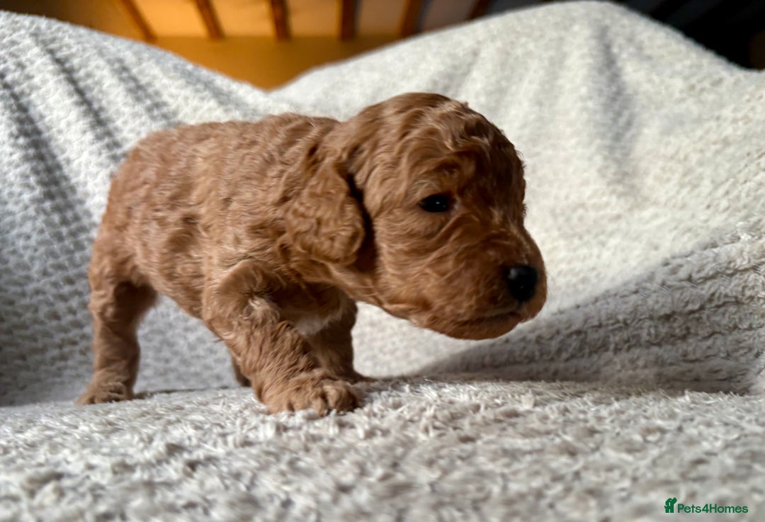 Cockapoo dogs for sale: ✨ Gorgeous Cockapoo Puppies ✨ - Image 10