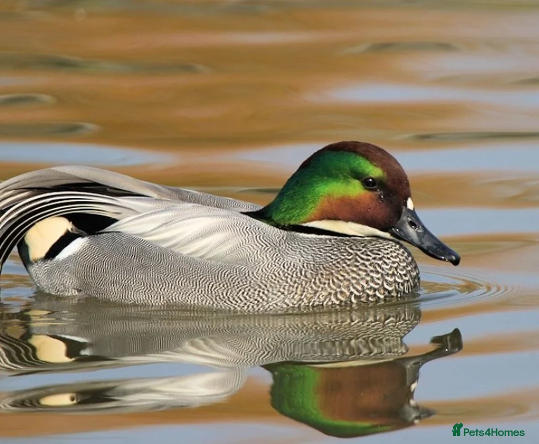 Ducks poultry for sale: For sale a pair of falcated teal  - Advert 1