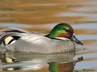 Ducks poultry For sale a pair of falcated teal - Advert 1