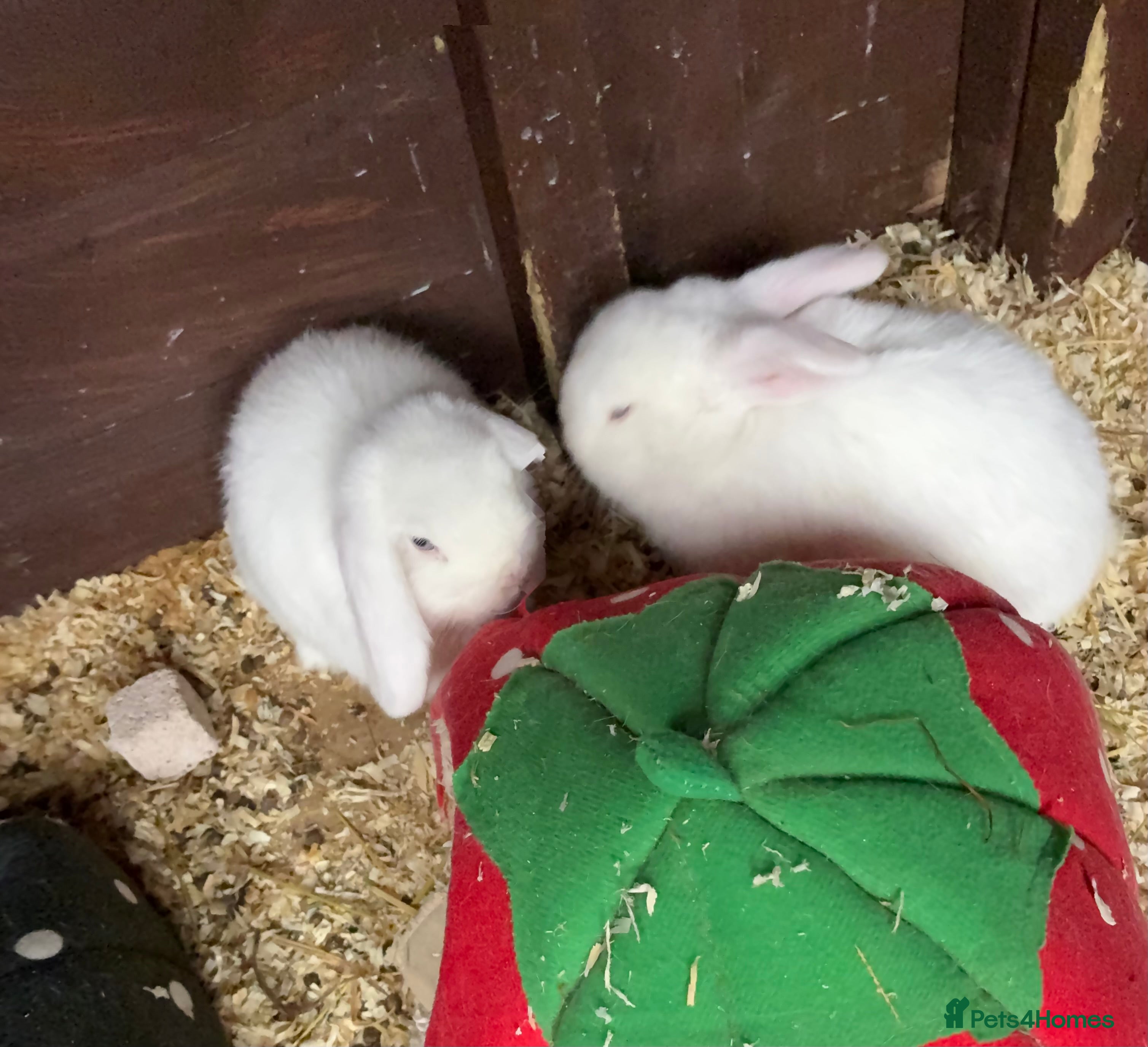 Mini Lop rabbits  2 White Mini  Male Lops - Advert 17