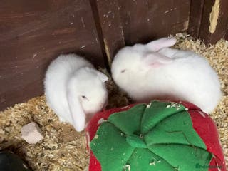 Mini Lop rabbits 2 White Mini Male Lops - Advert 5