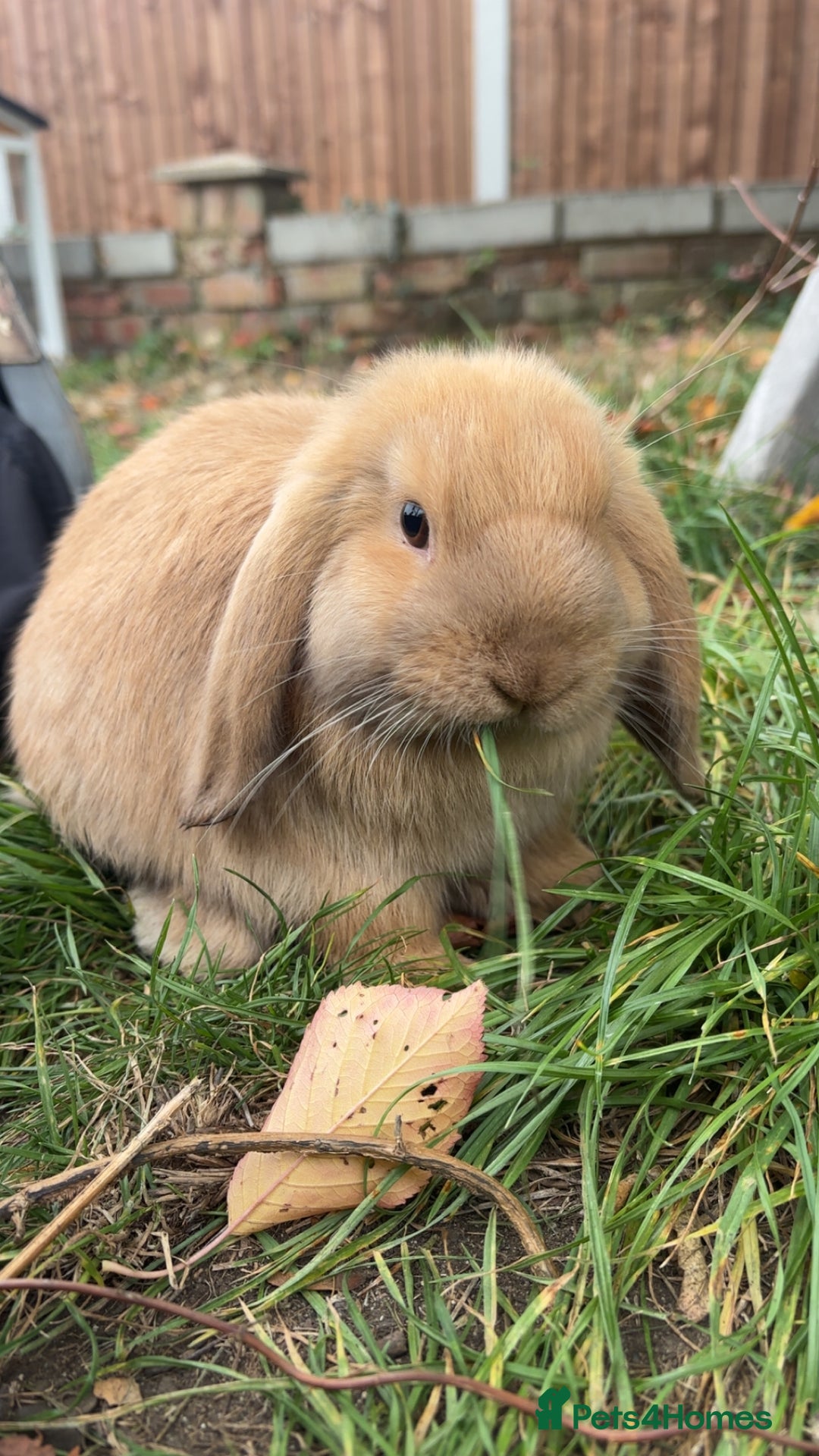 Mini Lop rabbits for sale: Mini lop male Carmel  - Advert 2