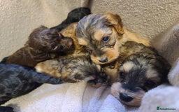 Cockapoo dogs for sale: Super Socialised F1 Cockapoo Puppies. DNA TESTED.  - Image 18