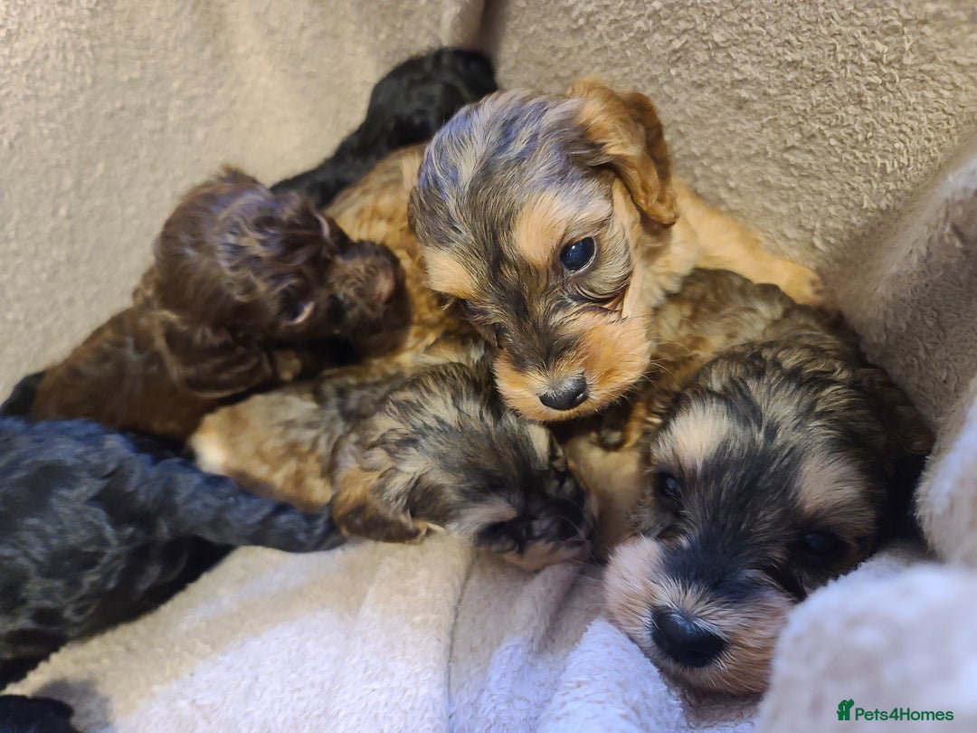 Cockapoo dogs for sale: Super Socialised F1 Cockapoo Puppies. DNA TESTED.  - Image 18