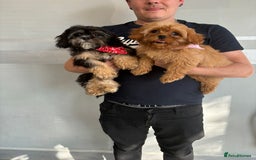 Cavapoo dogs for sale: Little man needs a loving home  - Image 3