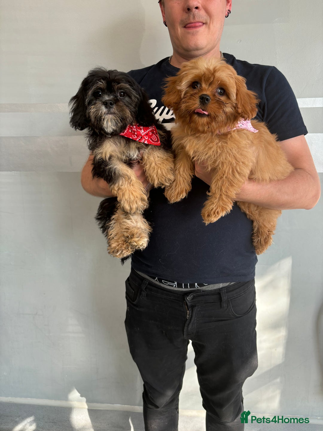 Cavapoo dogs for sale: Little man needs a loving home  - Image 3