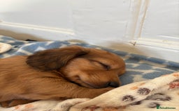 Dachshund dogs for sale: 2 American Red Long Haired Dachshund Puppies - Image 21