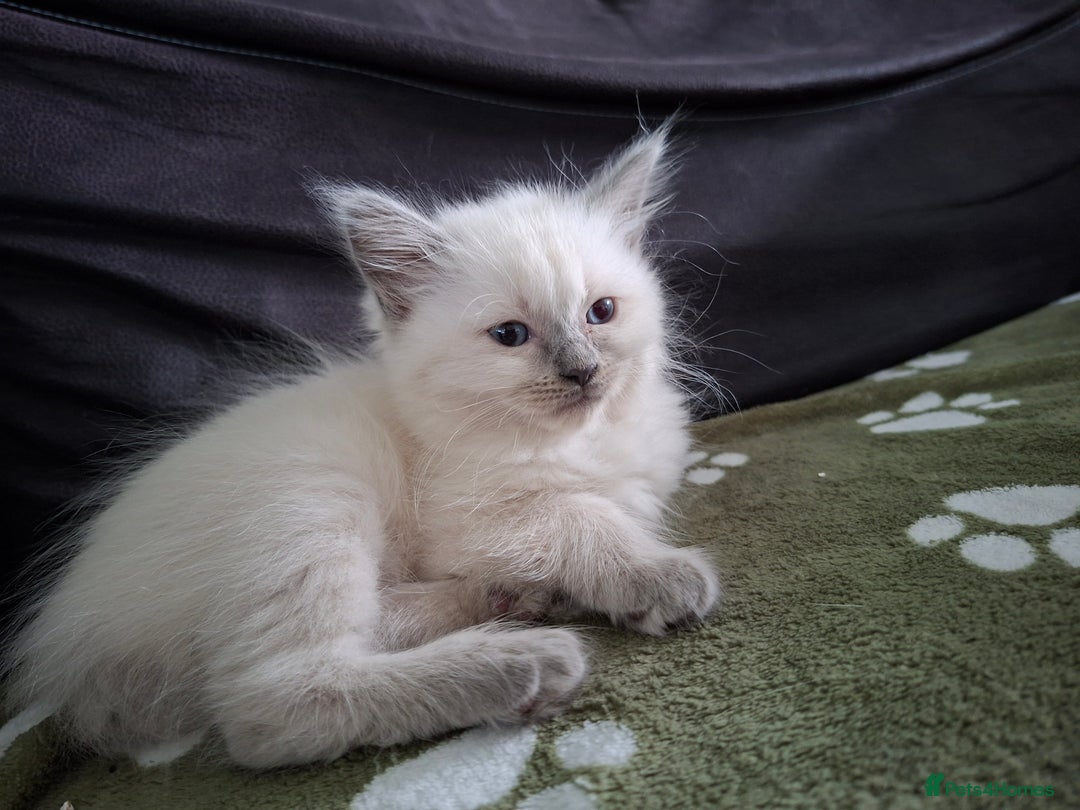 Ragdoll cats for sale: Beautiful gccf registered kittens - Image 1