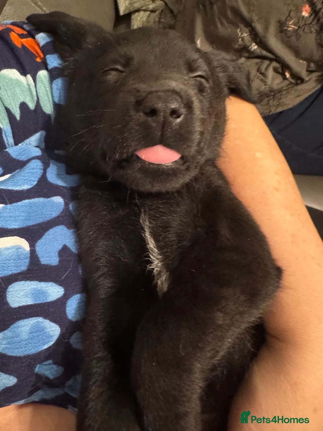 Labrador Retriever dogs for sale: 3 black females remaining – Labrador Retrievers - Advert 10