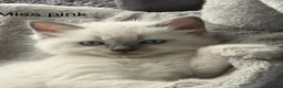 Ragdoll cats for sale: Stunning bluepoint ragdoll kittens  - Advert 5