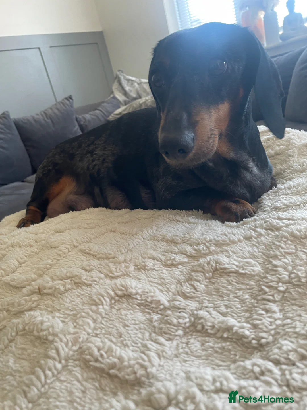 Dachshund dogs for sale: Dachshund  in Leicester - Advert 1
