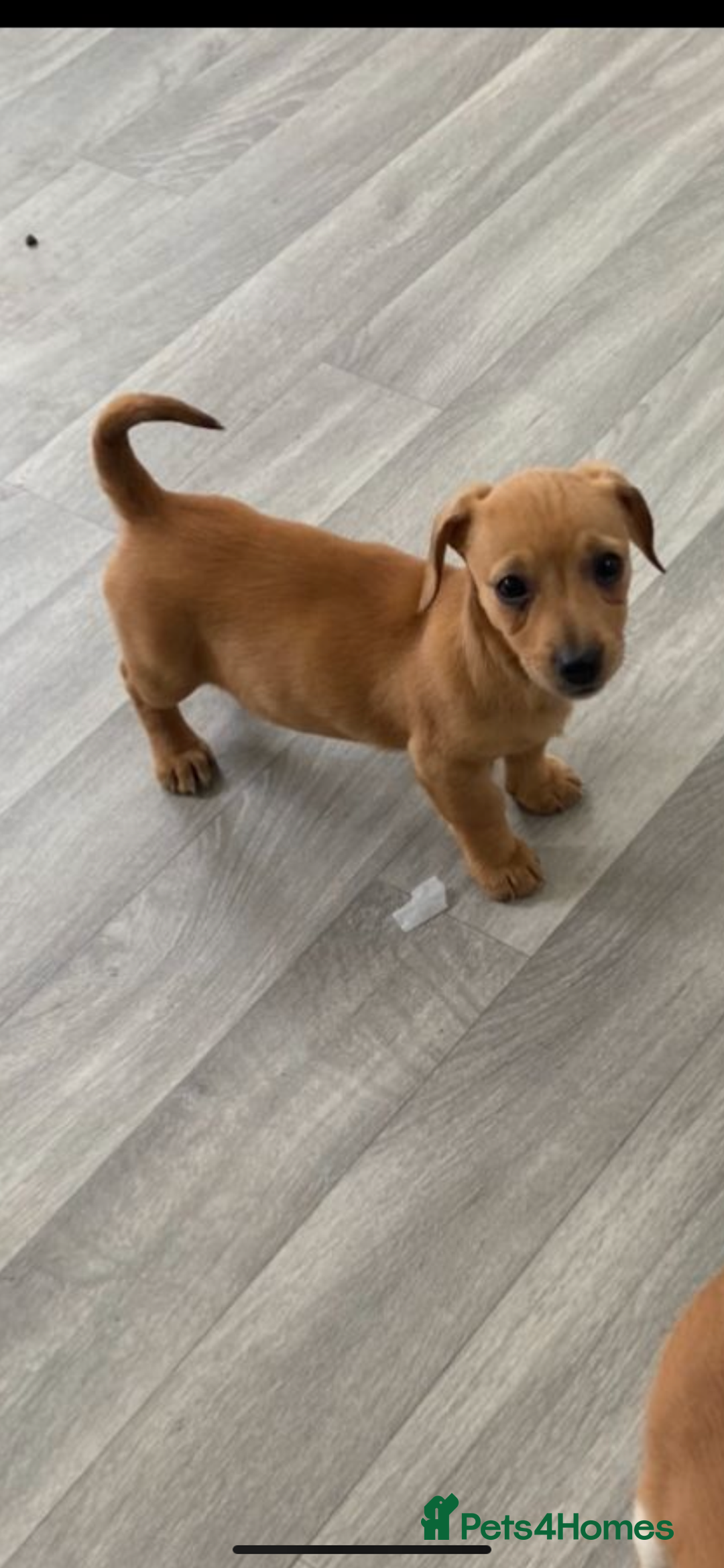 Mixed Breed dogs for sale: Jack Russell puppies ready to leave  - Advert 11