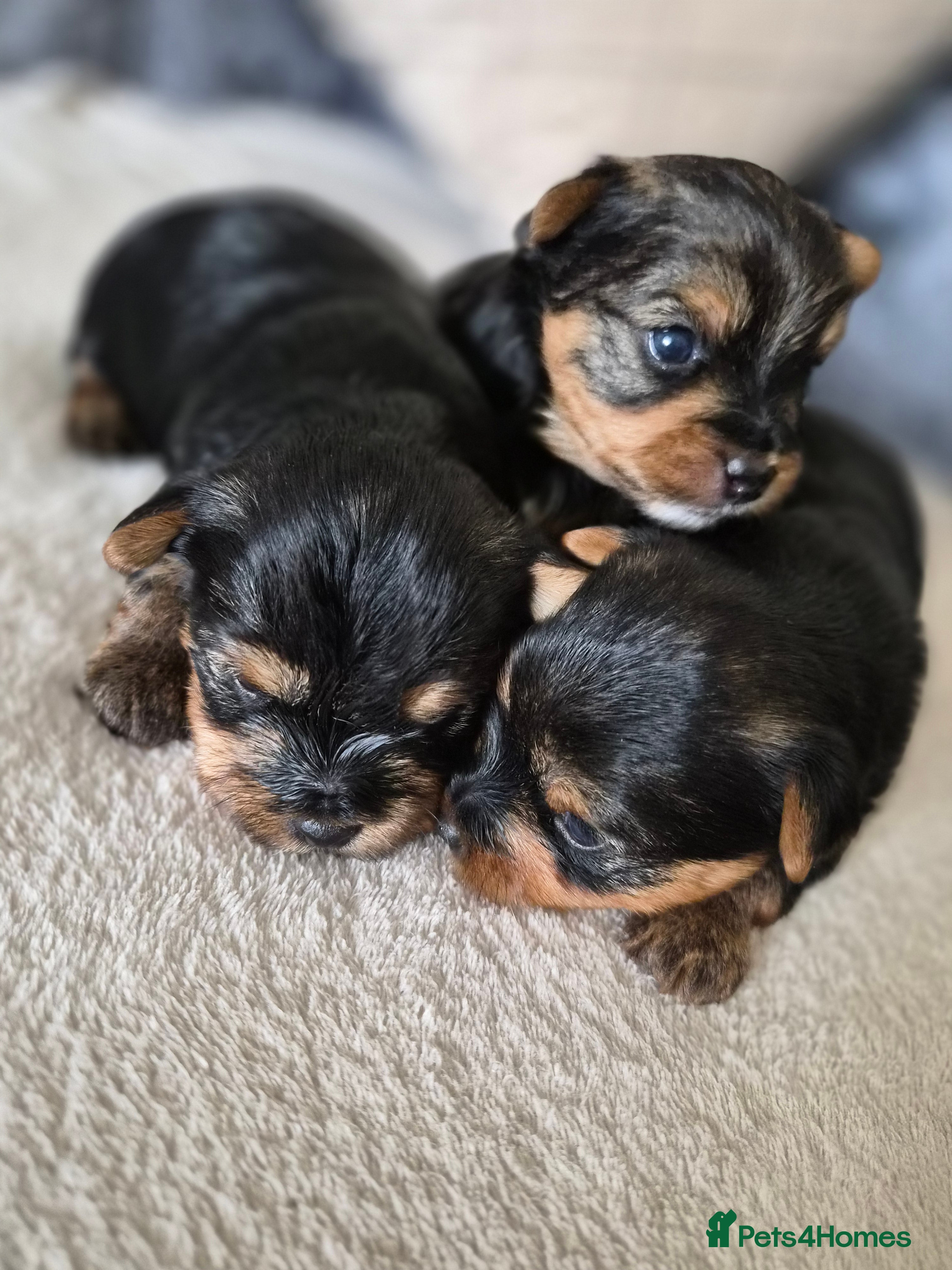 Yorkshire Terrier dogs yorkshire terrier  - Advert 14