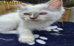 Ragdoll cats for sale: 🤍 STUNNING GCCF REGISTERED RAGDOLL KITTENS 🤍🤍 - Image 21