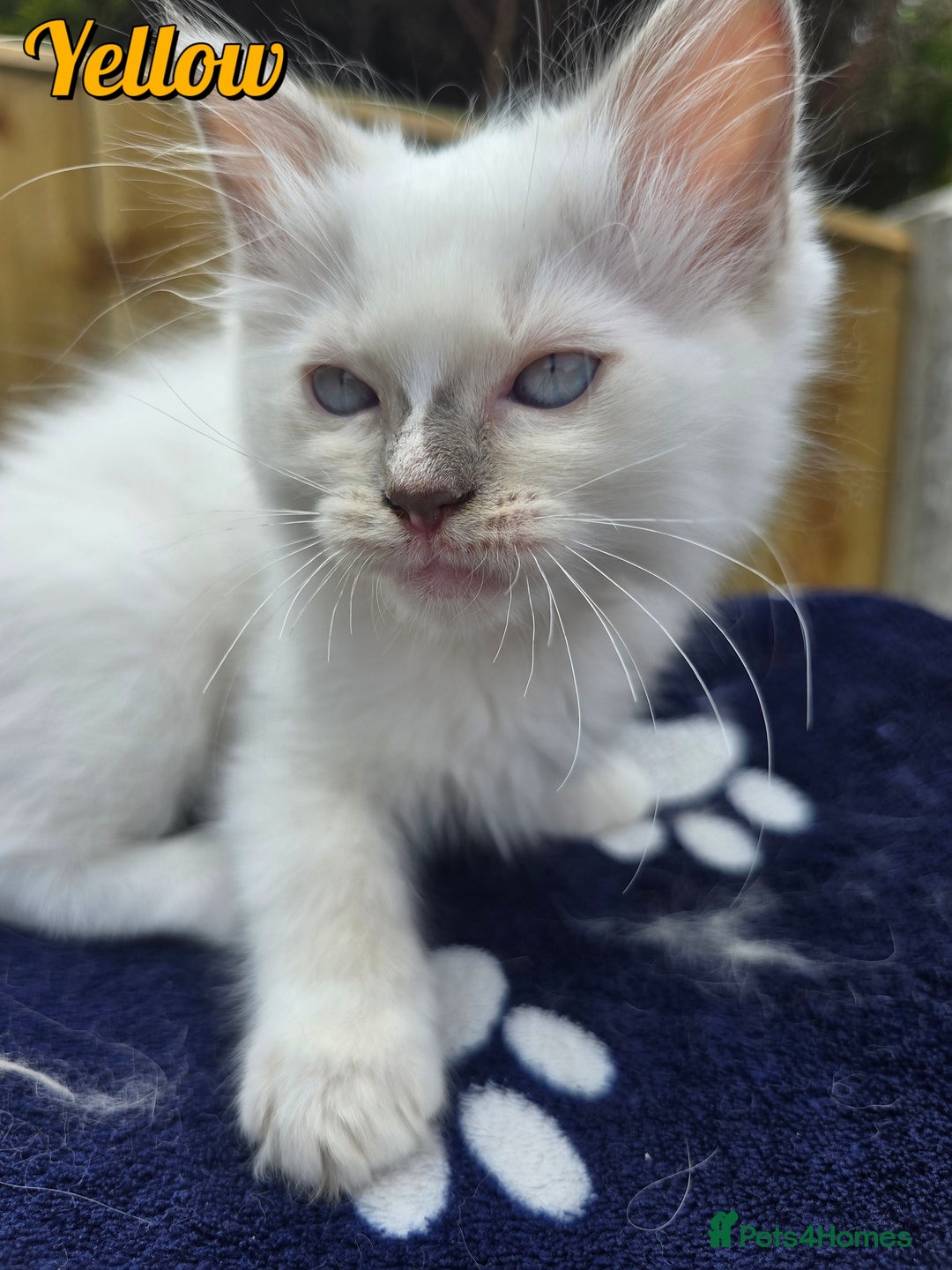 Ragdoll cats for sale: 🤍 STUNNING GCCF REGISTERED RAGDOLL KITTENS 🤍🤍 - Image 21